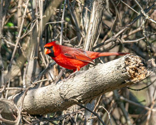 Northern Cardinal