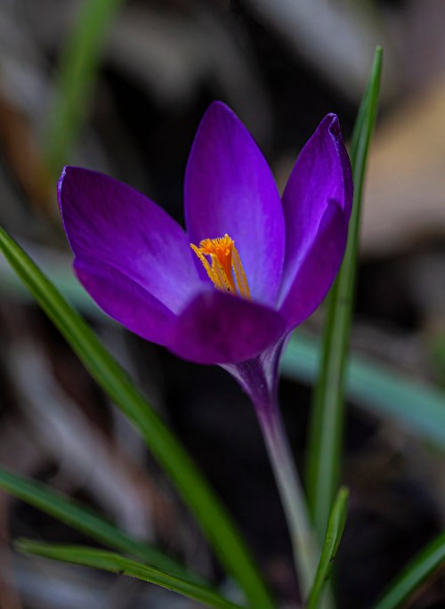 crocus