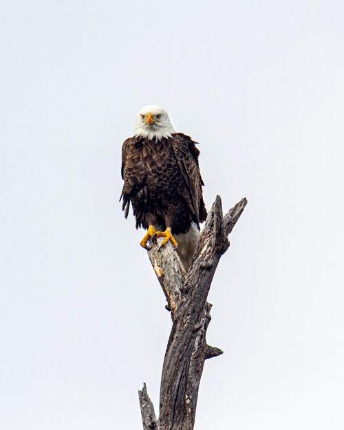 Bald Eagle