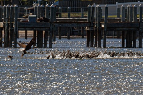 Bald Eagle and Coot