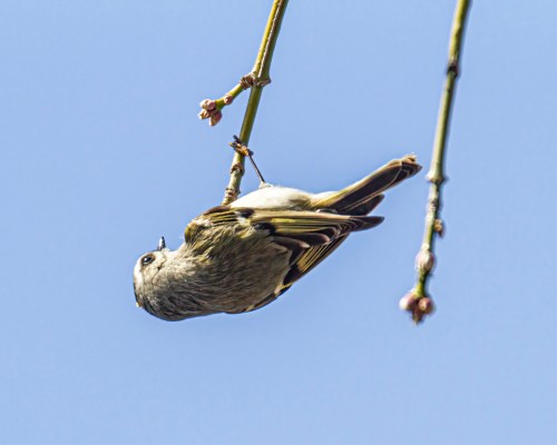 Golden-crowned Kinglet
