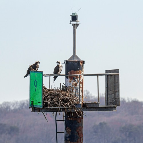 osprey nest