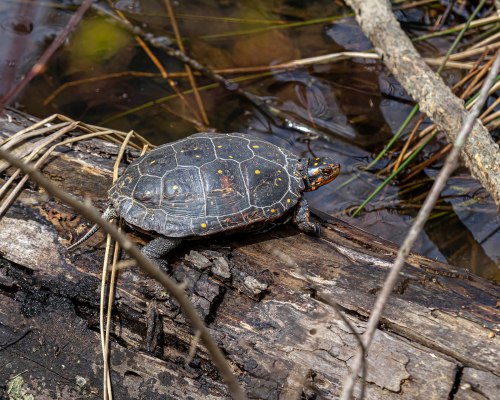 Spotted Turtle