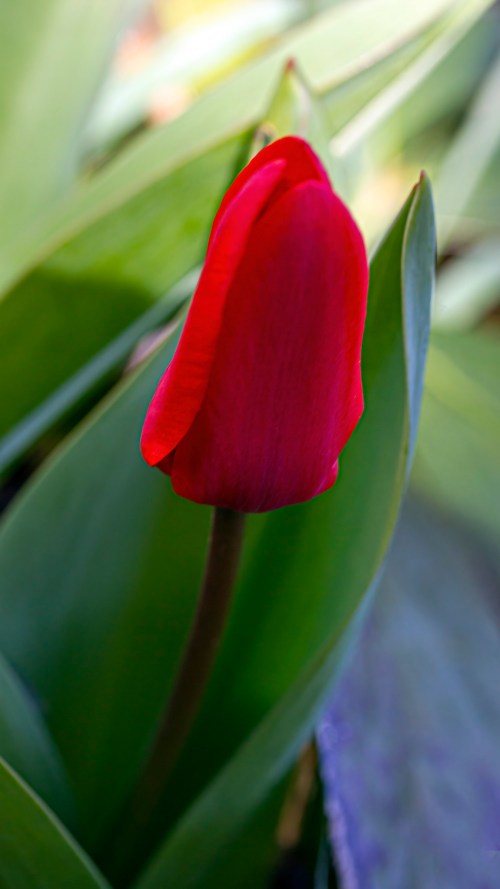 tulip