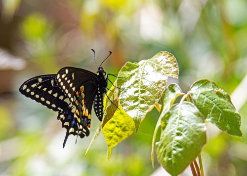 Black Swallowtail