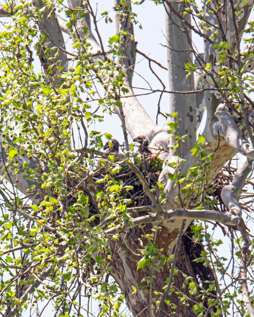 Bald Eagle babies