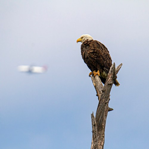 Bald Eagle