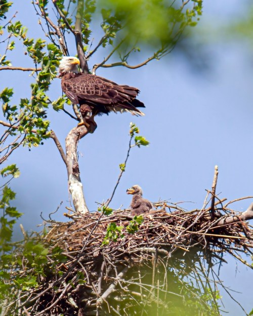 Bald Eagle