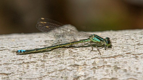 Eastern Forktail