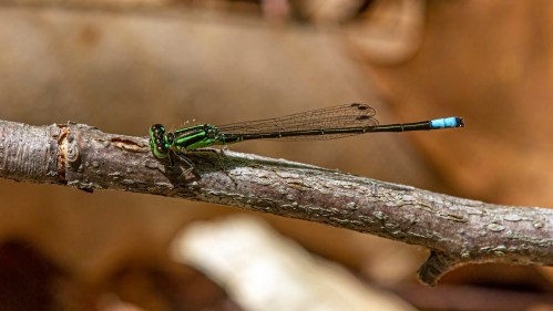 Eastern Forktail