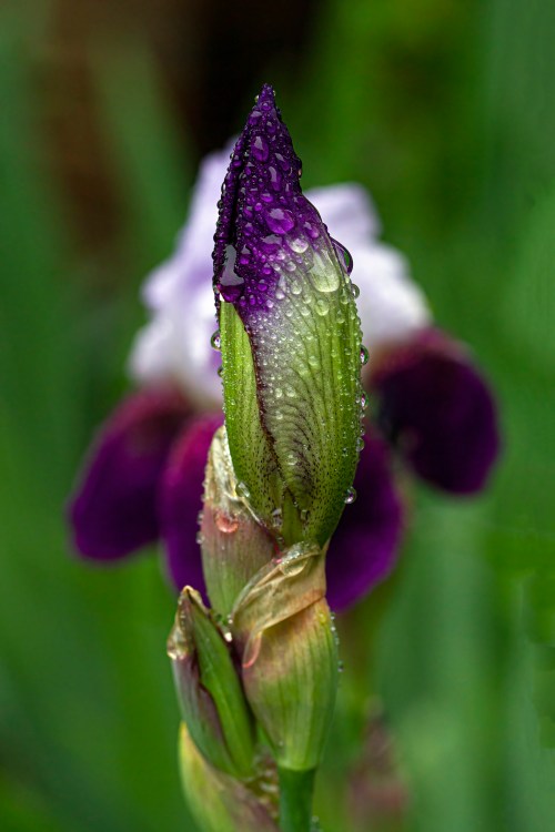 Iris