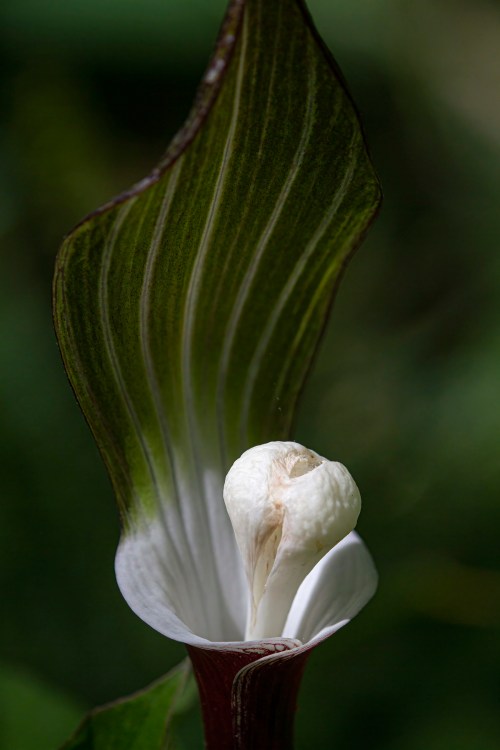 Japanese Jack-in-the-Pulpit