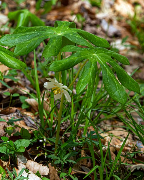 Mayapple