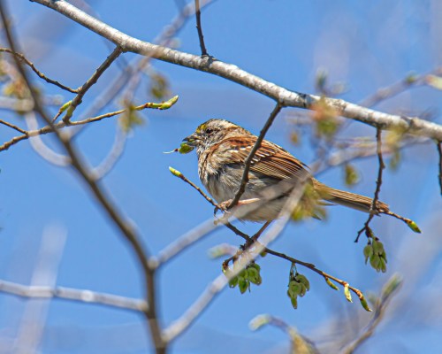 White-throated Sparrow