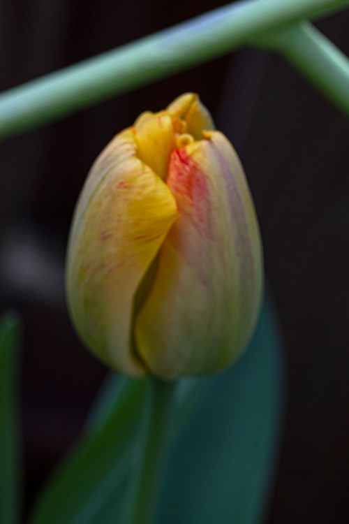 tulip