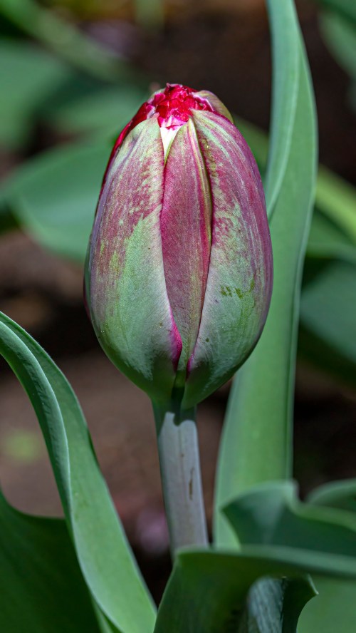 tulip