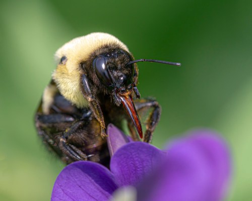 bee tongue