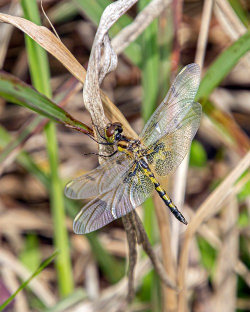 Calico Pennant