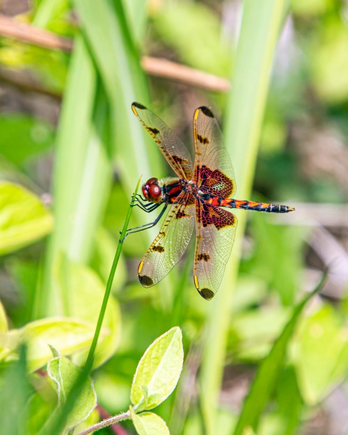 Calico Pennant