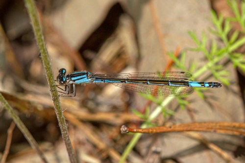 Azure Bluet damselfly