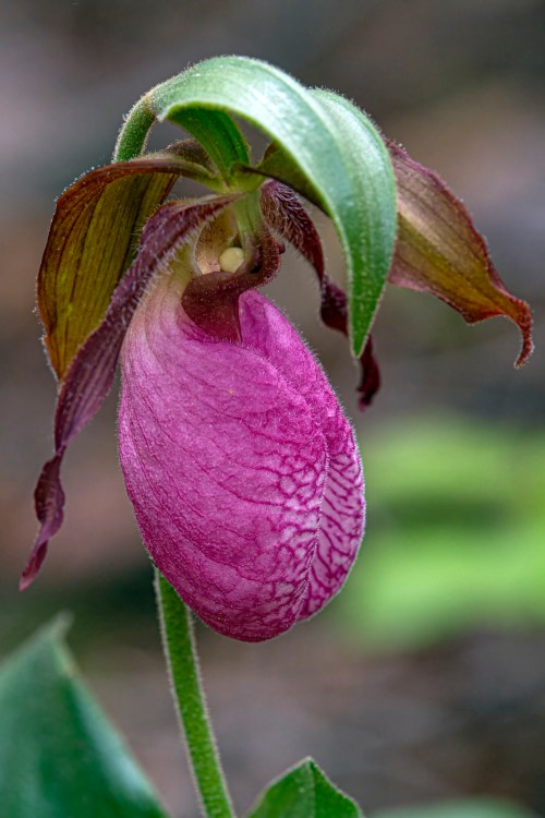 Pink Lady's Slipper