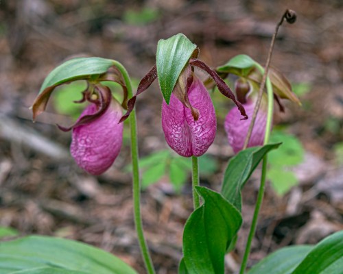 Pink Lady's Slipper