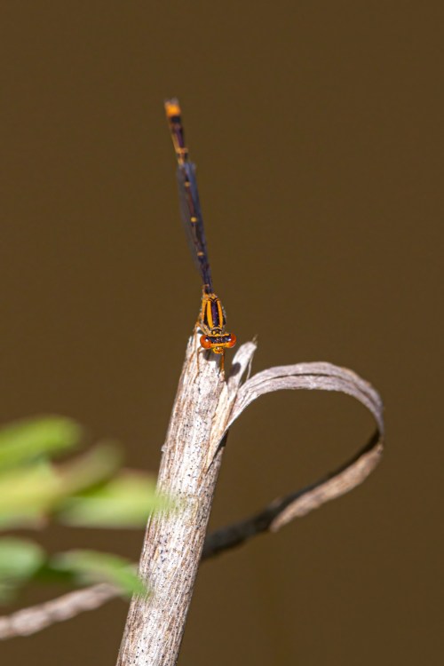 Orange Bluet