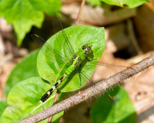 Eastern Pondhawk