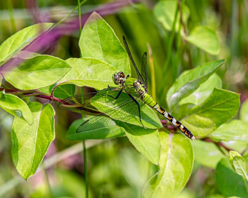 Eastern Pondhawk