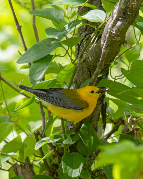 Prothonotary Warbler