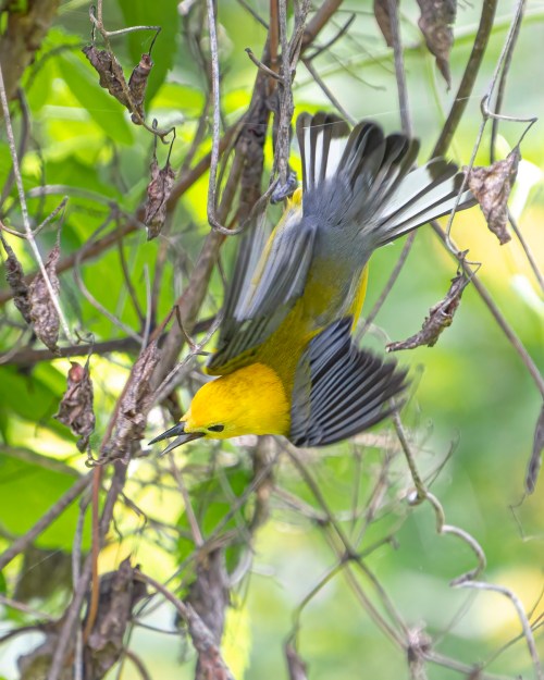 Prothonotary Warbler