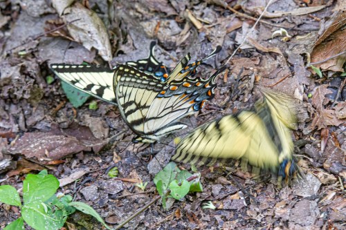 Eastern Tiger Swallowtail