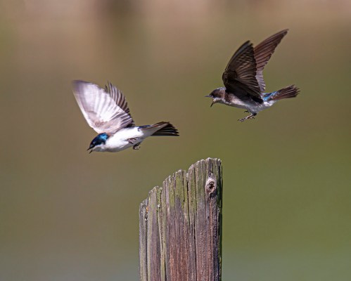 Tree Swallow