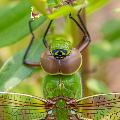 Common Green Darner