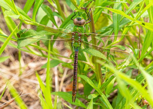 Common Green Darner