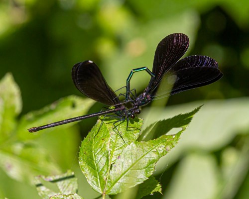 Ebony Jewelwing