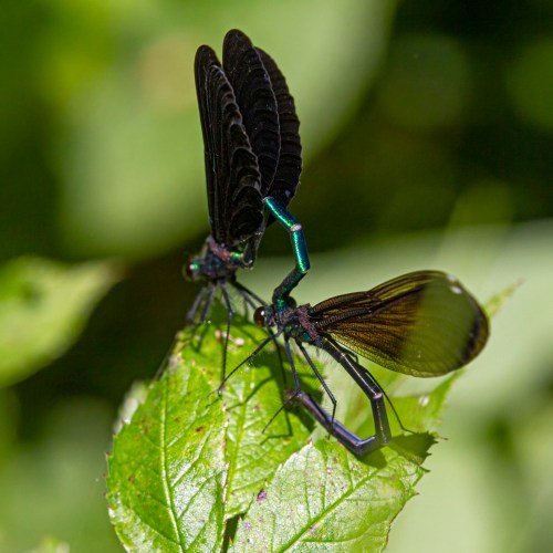 Ebony Jewelwing