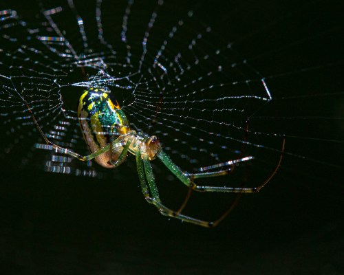 Orchard Orbweaver