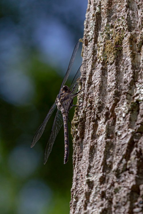 Gray Petaltail