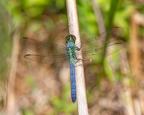 Eastern Pondhawk