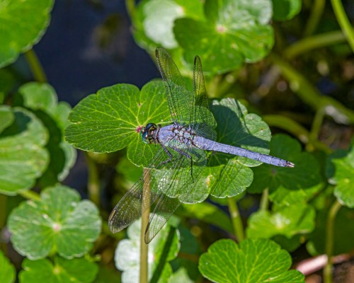 Eastern Pondhawk