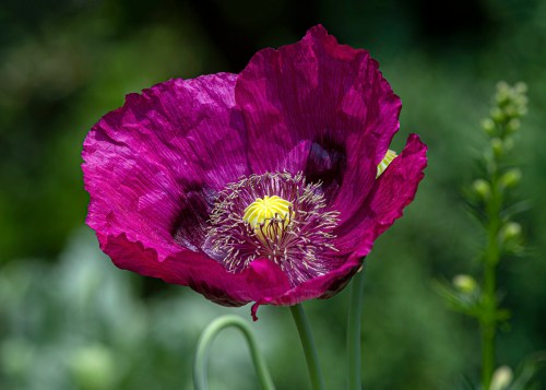 poppy