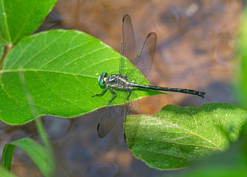 Sable Clubtail