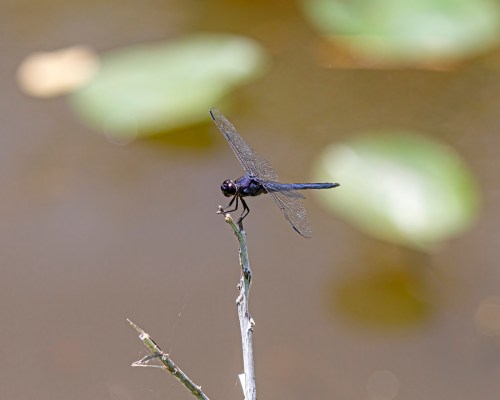 Slaty Skimmer