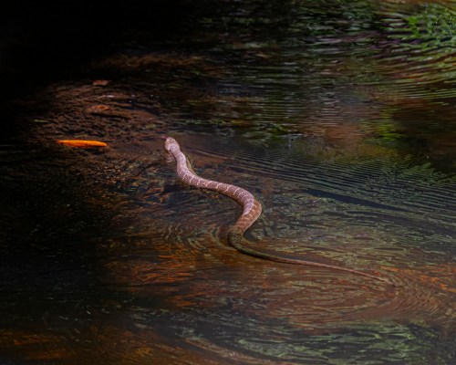 Northern Water Snake