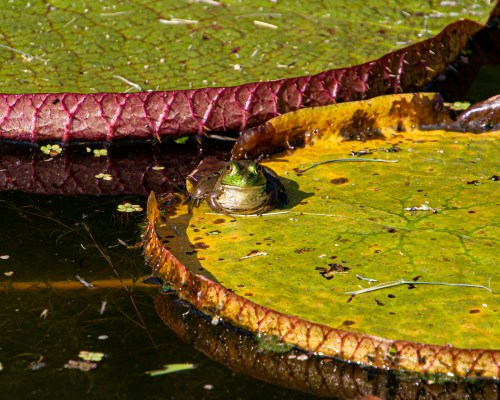 frog on lily pad