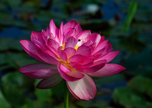 Sacred Lotus