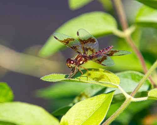 Eastern Amberwing
