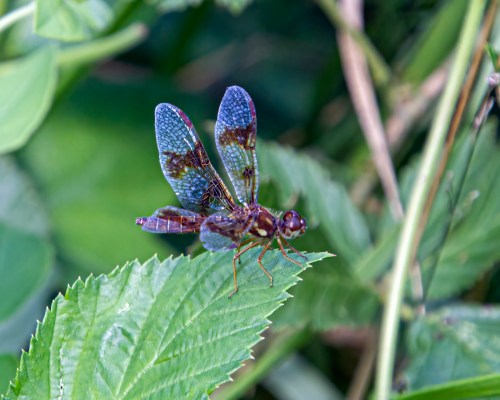 Eastern Amberwing