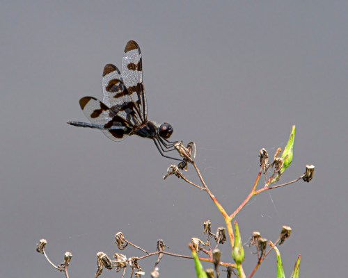 Banded Pennant